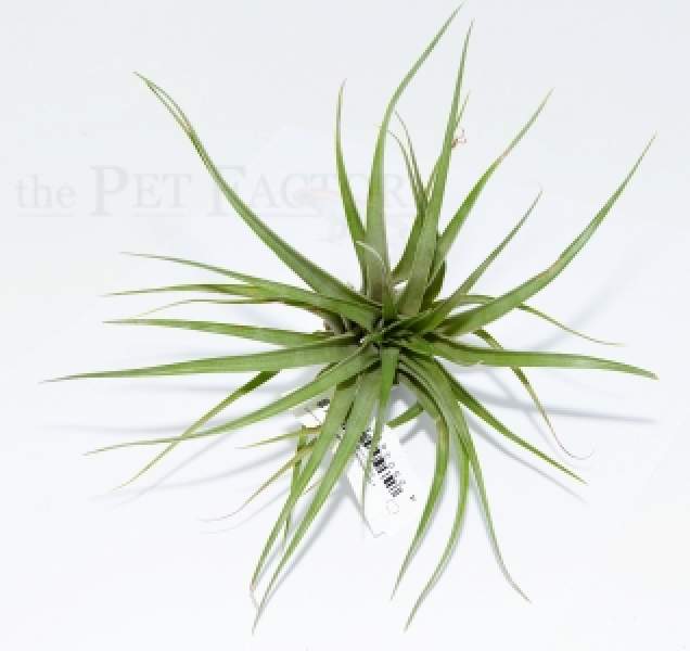 Tillandsia multiflora